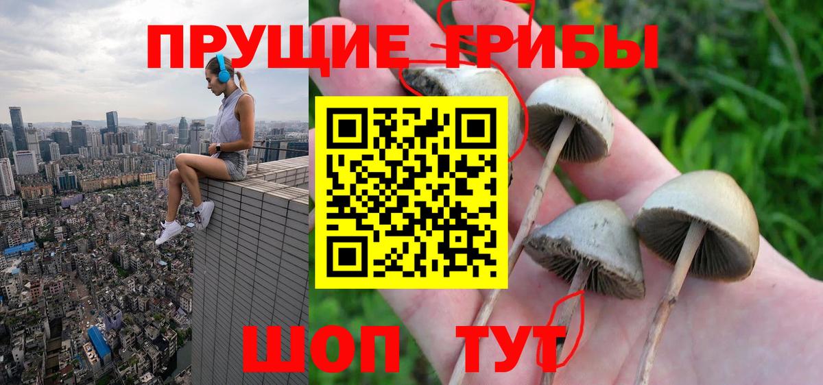 Галлюциногенные грибы Cubensis Камень-на-Оби